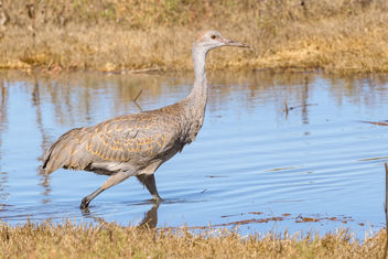 Sandhill Crane (immature) - Kostenloses image #464863